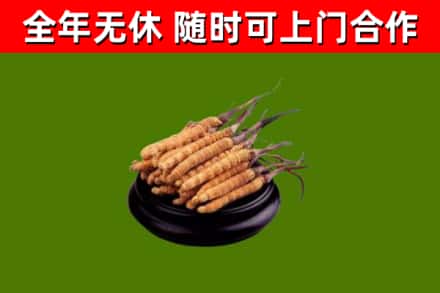 铜官区回收散虫草