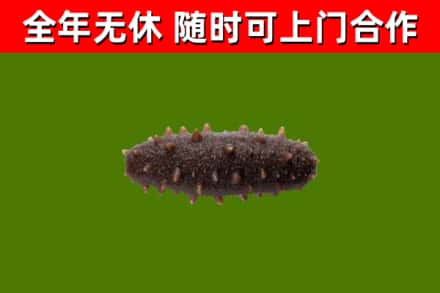 铜官区回收海参干